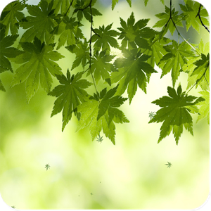 Скачать приложение зеленый лист живые обои полная версия на андроид бесплатно