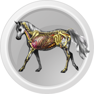 Скачать приложение Horse Anatomy полная версия на андроид бесплатно