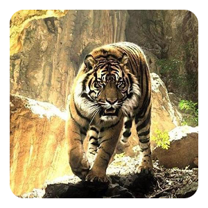 Скачать приложение Тигры Живые Обои полная версия на андроид бесплатно