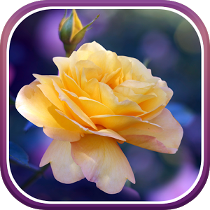 Скачать приложение Розы Живые Обои полная версия на андроид бесплатно