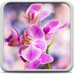 Скачать приложение Oрхидея Живые Обои полная версия на андроид бесплатно