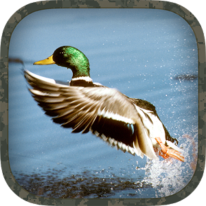Скачать приложение Duck Hunting Calls полная версия на андроид бесплатно