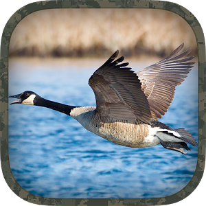 Скачать приложение Goose Hunting Calls полная версия на андроид бесплатно