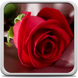 Скачать приложение Роза Живые Обои полная версия на андроид бесплатно