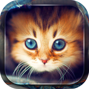 Скачать приложение Милые Котята Живые Обои полная версия на андроид бесплатно