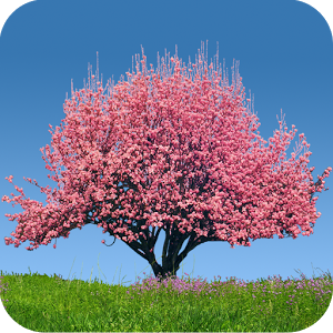 Скачать приложение Spring Trees Live Wallpaper полная версия на андроид бесплатно