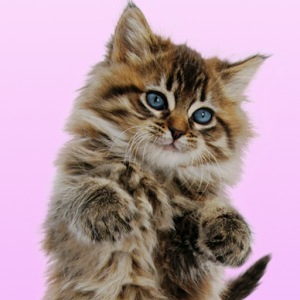 Скачать приложение Говорящая кошка. Танцует! полная версия на андроид бесплатно