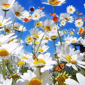 Скачать приложение цветок Живые обои бесплатно полная версия на андроид бесплатно