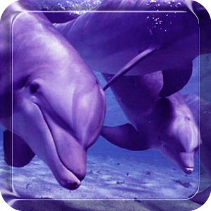 Скачать приложение Дельфин Живые Обои полная версия на андроид бесплатно