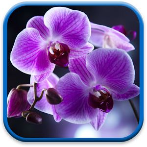 Скачать приложение Цветы Орхидеи Живые Обои полная версия на андроид бесплатно