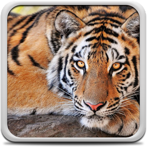 Скачать приложение Tигр Живые Обои полная версия на андроид бесплатно
