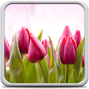 Скачать приложение Тюльпаны Живые Обои полная версия на андроид бесплатно
