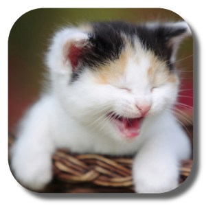 Скачать приложение Смешные кошки Живые обои полная версия на андроид бесплатно