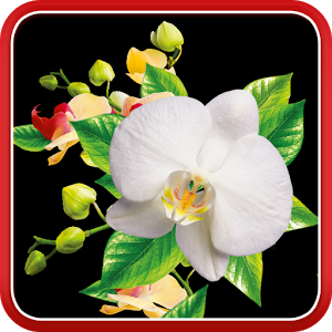 Скачать приложение Орхидеи Живые Обои полная версия на андроид бесплатно