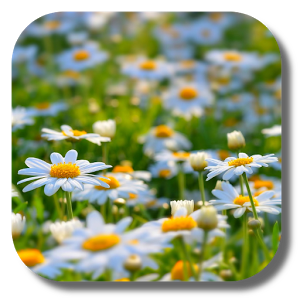 Скачать приложение цветок живые обои полная версия на андроид бесплатно