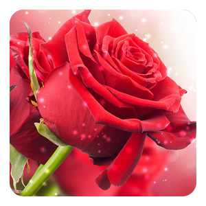 Скачать приложение Красная роза Живые Обои полная версия на андроид бесплатно