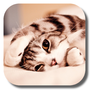 Скачать приложение Ленивый кот  Живые обои полная версия на андроид бесплатно