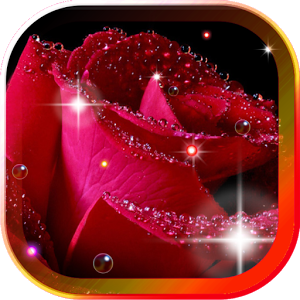 Скачать приложение Капли и Розы живые обои полная версия на андроид бесплатно