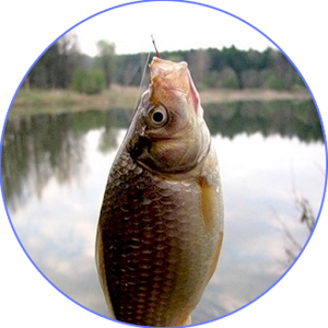 Скачать приложение Весенняя рыбалка полная версия на андроид бесплатно