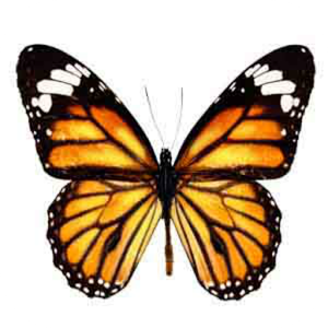 Скачать приложение How to Draw Butterfly Animal полная версия на андроид бесплатно