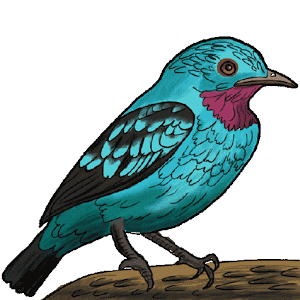 Скачать приложение How to Draw Birds-DrawingBirds полная версия на андроид бесплатно