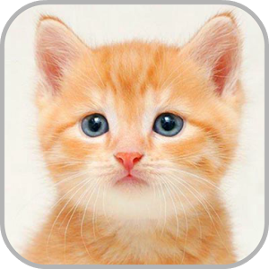 Скачать приложение How to Draw a Cute Cartoon Cat полная версия на андроид бесплатно