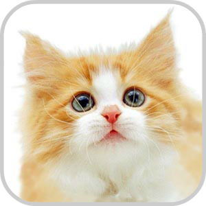 Скачать приложение How To Drawing Cat Kitten полная версия на андроид бесплатно