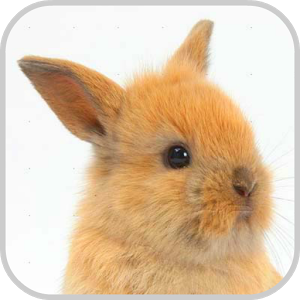Скачать приложение How To Draw Cute Rabbit Bunny полная версия на андроид бесплатно
