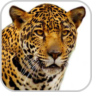 Скачать приложение How To Draw Cheetah Animal полная версия на андроид бесплатно