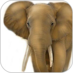 Скачать приложение How To Draw Elephant Animal полная версия на андроид бесплатно