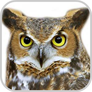 Скачать приложение How To Draw Owl Animals полная версия на андроид бесплатно