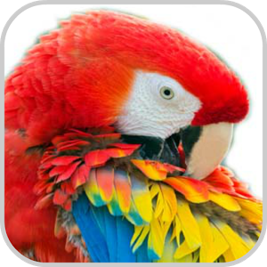 Скачать приложение How To Draw Bird Parrot Macaw полная версия на андроид бесплатно