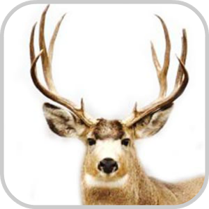 Скачать приложение How To Draw Deer Animal полная версия на андроид бесплатно