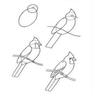 Скачать приложение Learn To Draw Birds And Parrot полная версия на андроид бесплатно
