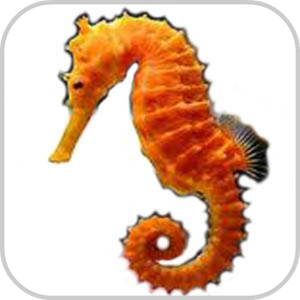Скачать приложение How To Draw Sea Animals полная версия на андроид бесплатно