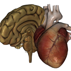 Скачать приложение 3D внутренние органы анатомия полная версия на андроид бесплатно