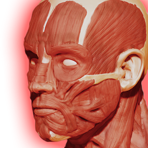 Скачать приложение Мышечная система 3D (анатомия) полная версия на андроид бесплатно