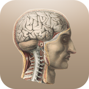 Скачать приложение Классическая анатомия полная версия на андроид бесплатно