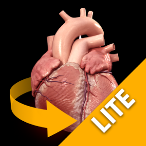 Скачать приложение Heart 3D Anatomy Lite полная версия на андроид бесплатно