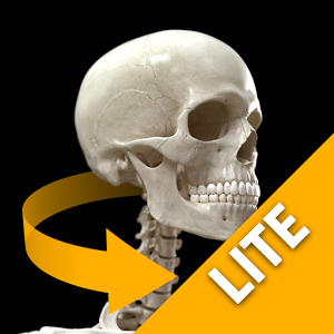 Скачать приложение Скелетная система 3D (Lite) полная версия на андроид бесплатно