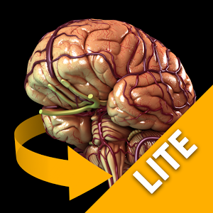 Скачать приложение Brain 3D Anatomy Lite полная версия на андроид бесплатно