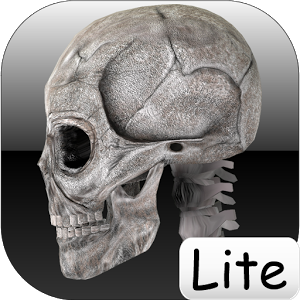 Скачать приложение Human bones lite полная версия на андроид бесплатно