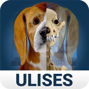 Скачать приложение Osteology in Dogs (Licensed) полная версия на андроид бесплатно