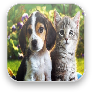 Скачать приложение Звуки котов и собак полная версия на андроид бесплатно