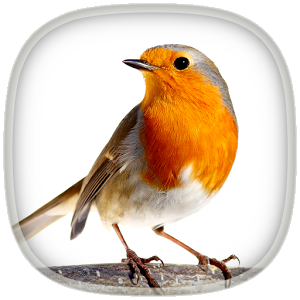 Скачать приложение Пение птиц полная версия на андроид бесплатно